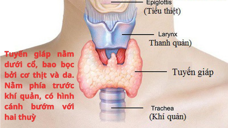 Tuyến giáp là gì? Chức năng chính và các bệnh lý thường gặp nhất