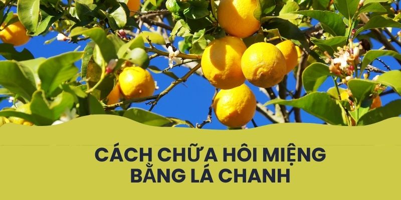 Cách chữa hôi miệng bằng lá chanh đơn giản tại nhà