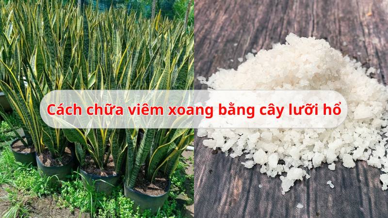 Hướng dẫn cách chữa viêm xoang bằng cây lưỡi hổ theo dân gian